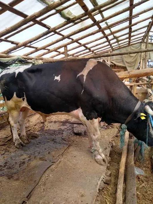 Vand vaci COP Baltata cu Negru Romaneasca, Taur Monta, Vitele origine