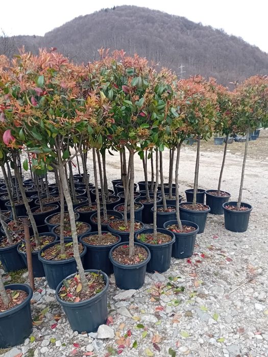 Vând mesteacăn alb ornamental