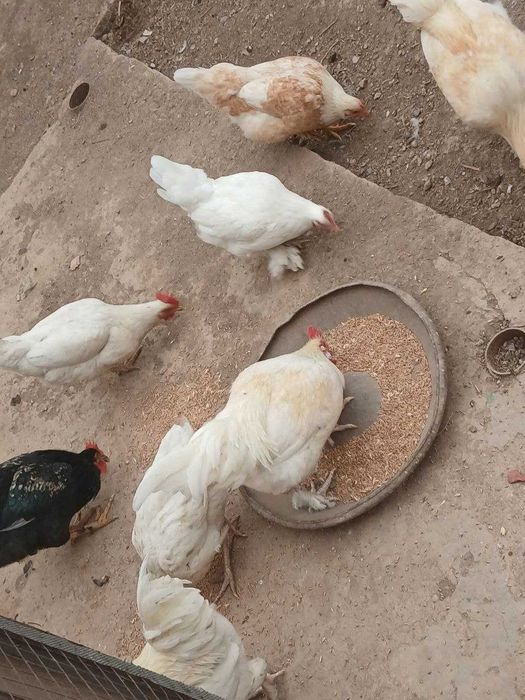 Продам курей и петушков