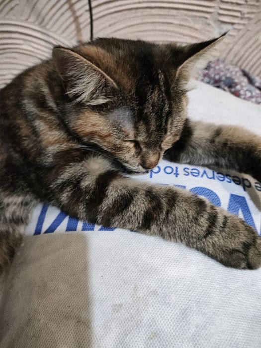 Котята  . Подростки. Мальчик или девочка.