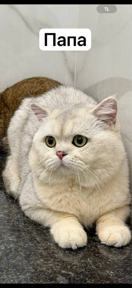 Котенок шиншилла и скотиш фолд