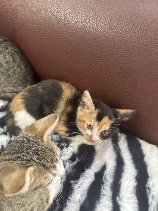 Donez pui pisica + mama