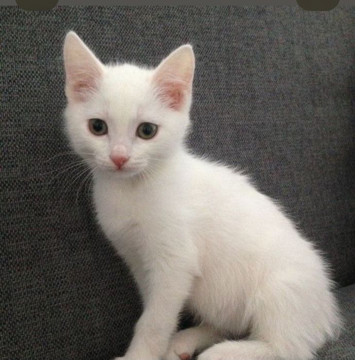 Отдам в хорошие руки