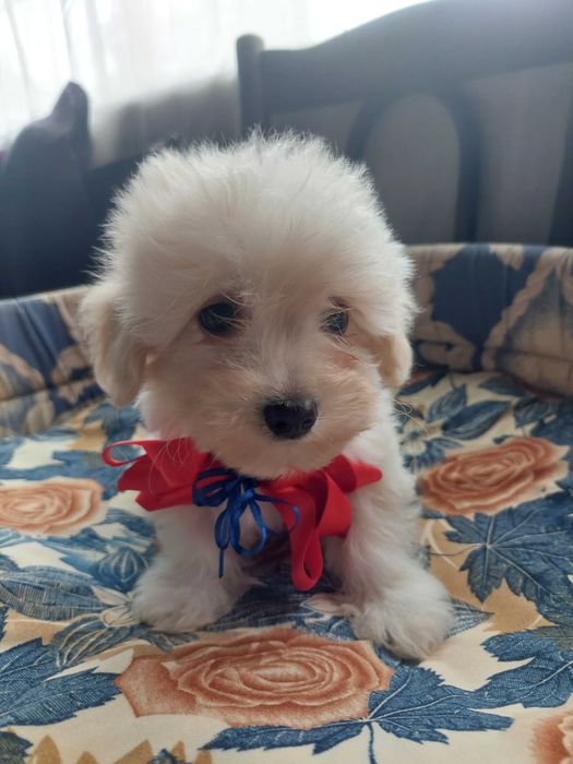 Bichon havanez(părinti cu pedigree)