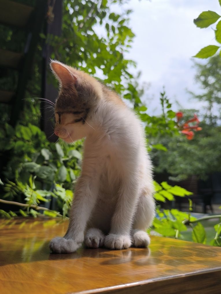 Отдам в добрые руки кошку