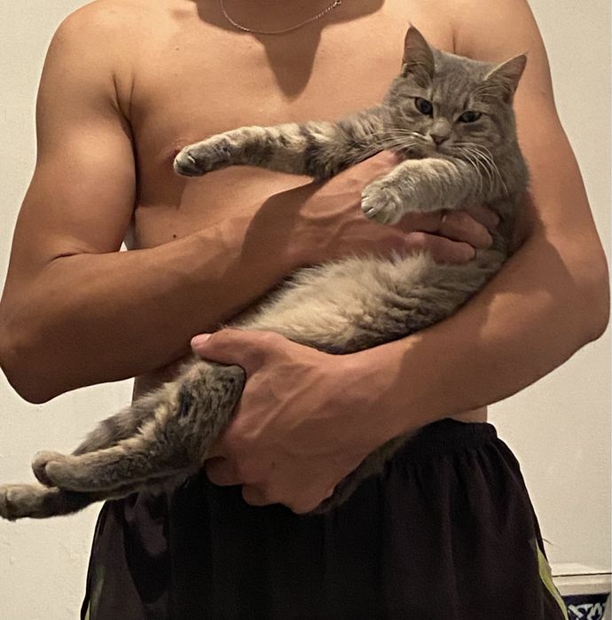 Шотландский кот