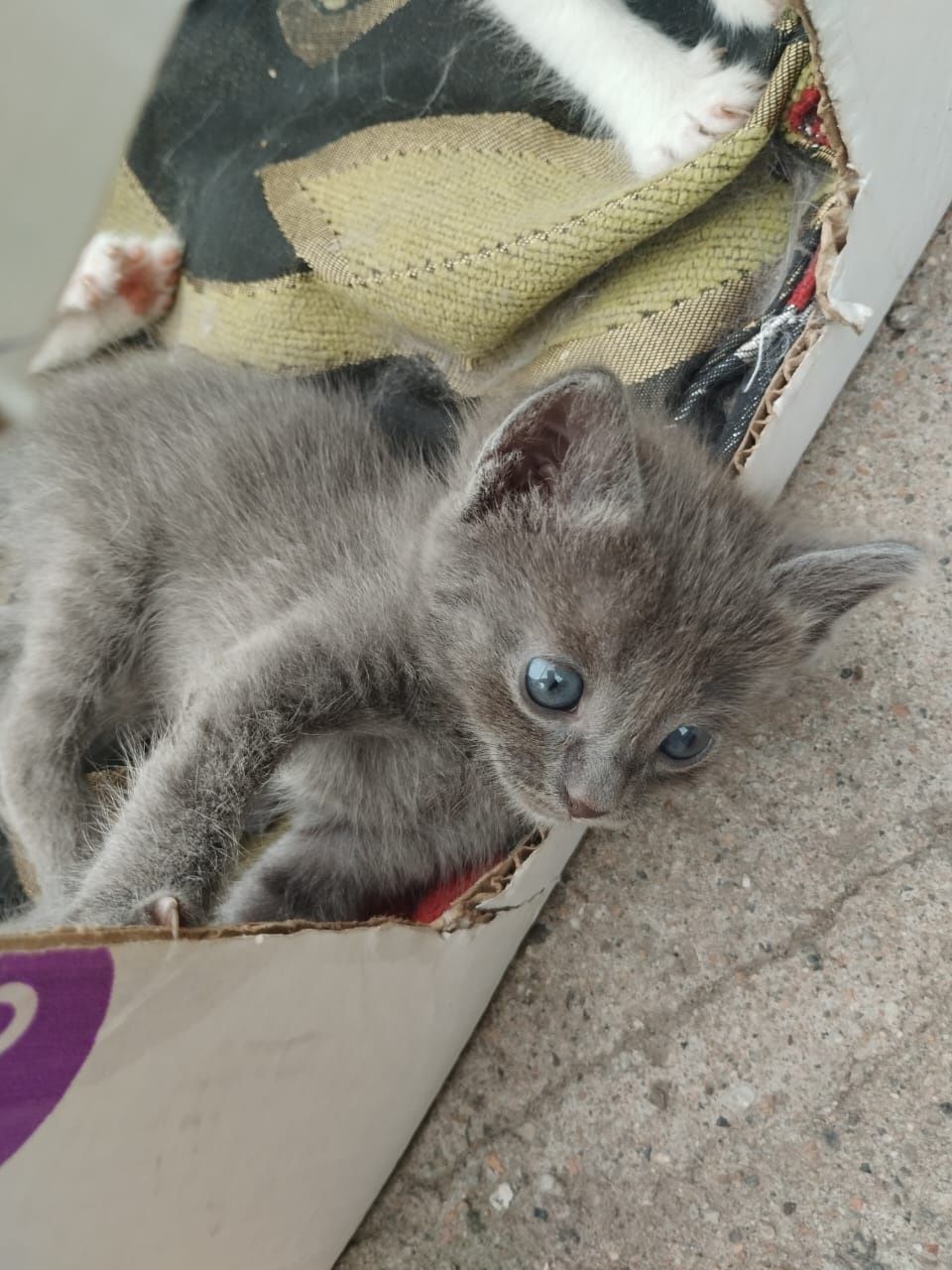 Отдаю бесплатно котят