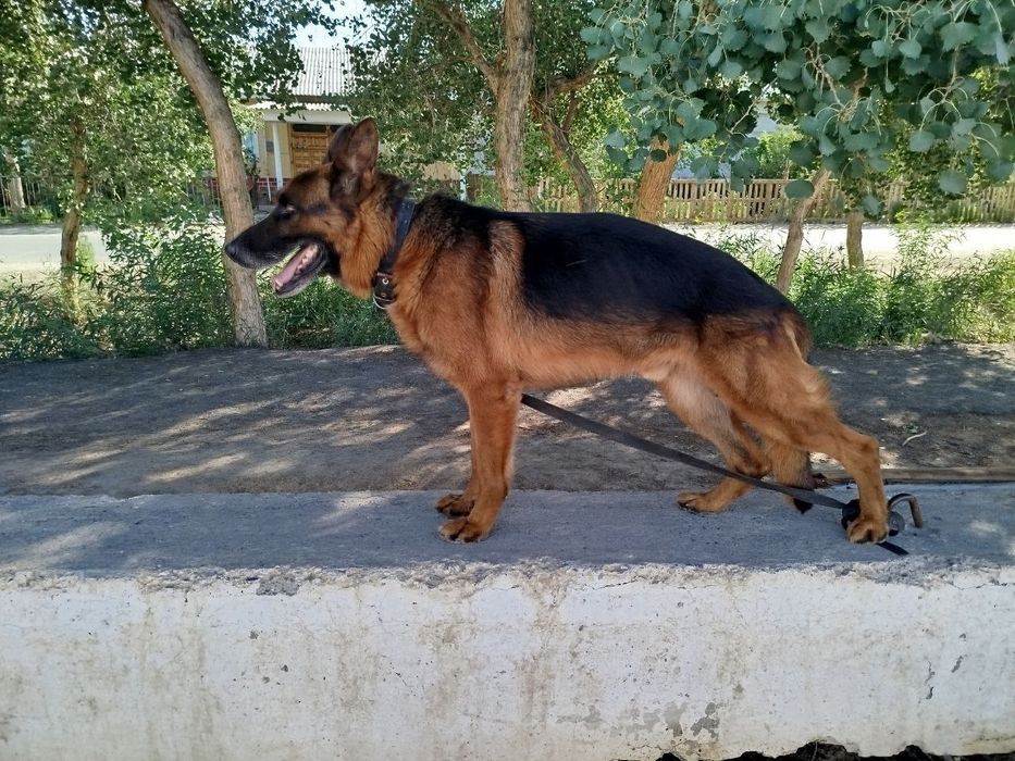 Немецкий овчарка 3 жаста
