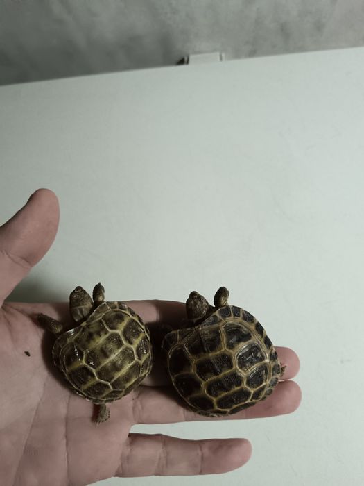 Черепаха сухопутная