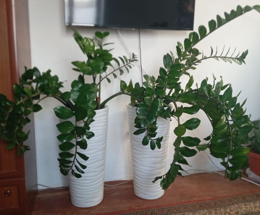 Продам домашние цветы  замеокулькас