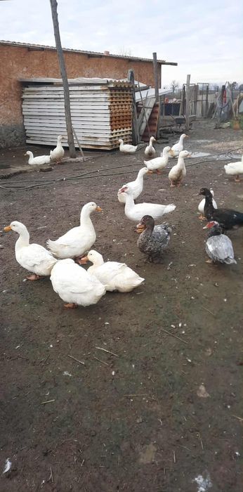 Vindem Rate macanitoare tinere din primavara , cocoși