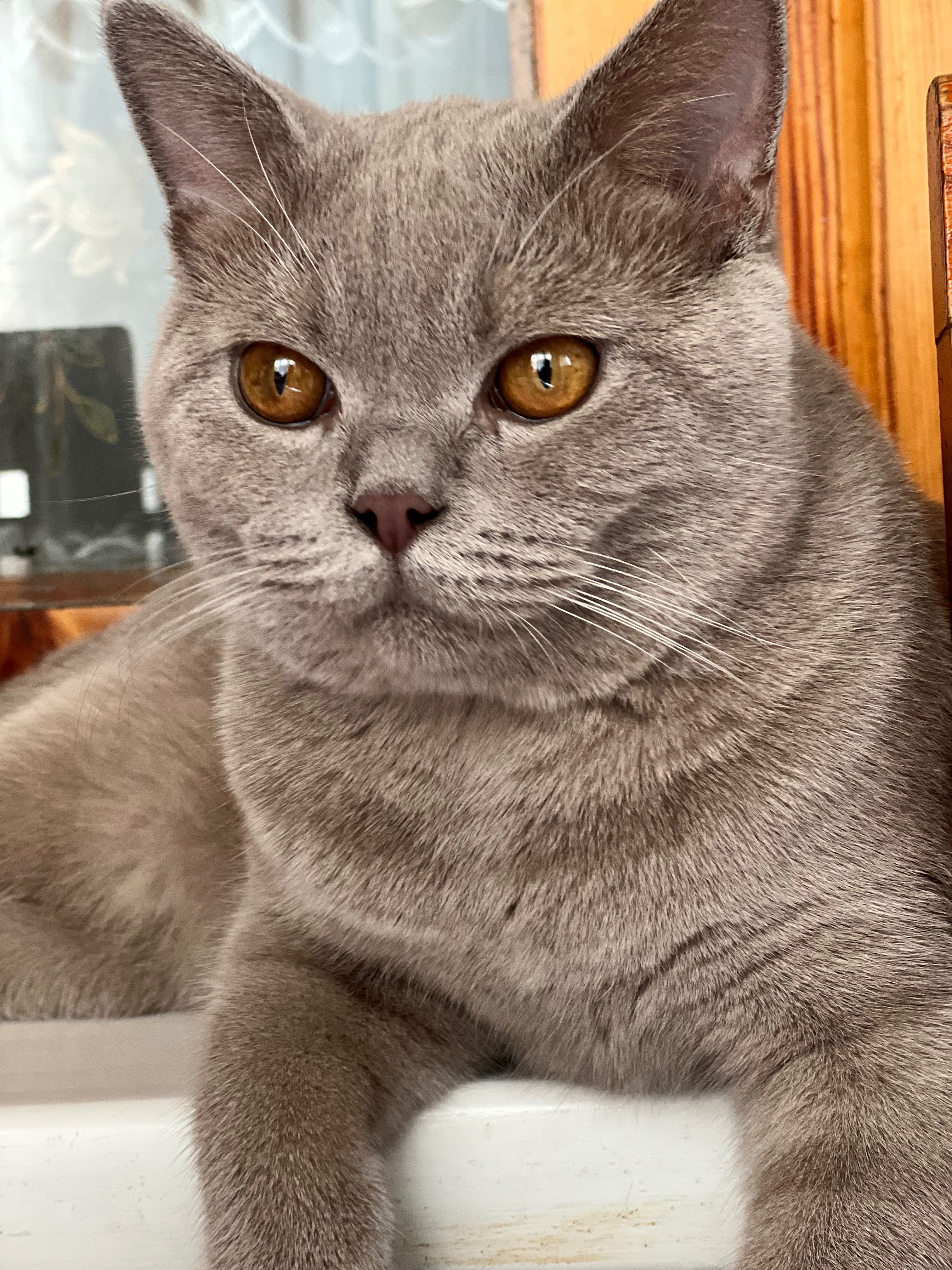 Вязка кота скотиш страйт