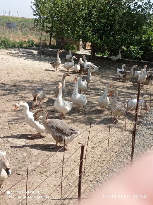 Гусиный жир от ожогов.