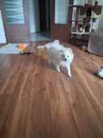 URGENT!Pomeranian mini Spitz,6 luni