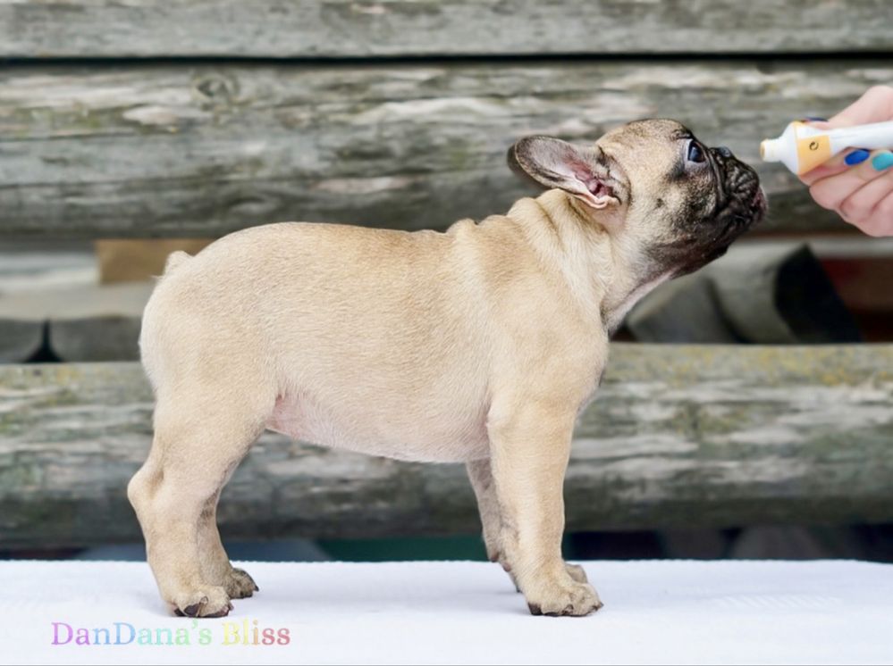 Bulldog francez bej cu pedigree - fetita