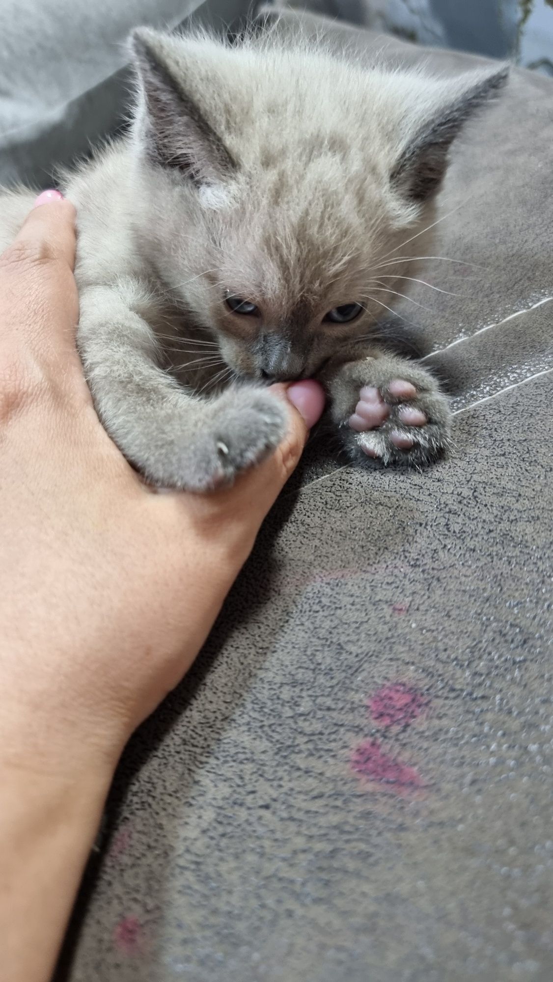 Продаётся сиамский котёнок