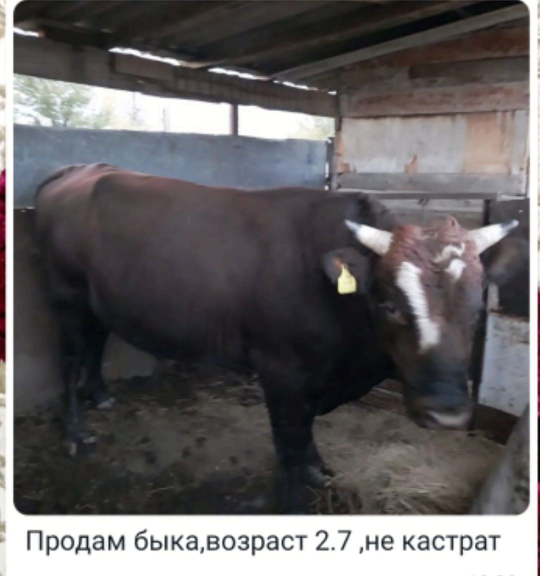 Продам быка 2.8.