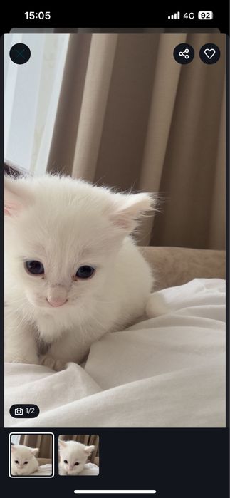 Отдам кошку мальчика ходит в латок