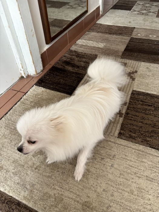 Pomeranian Mascul 8 luni