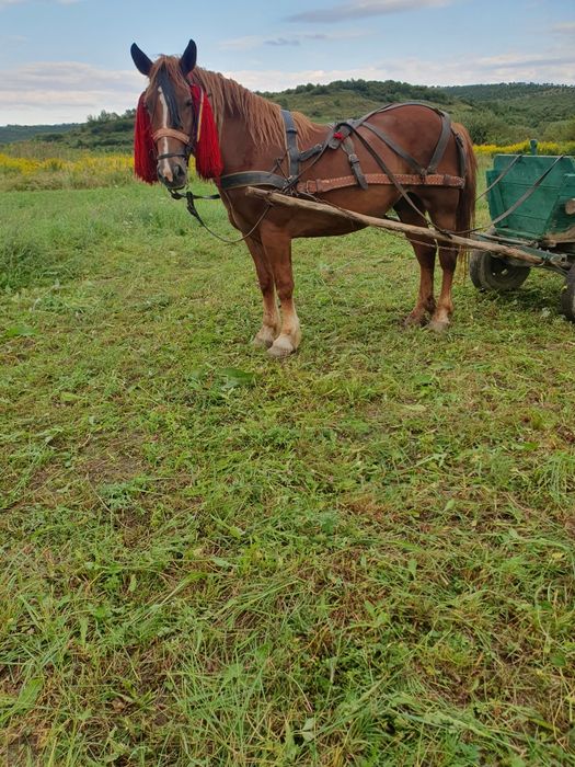Cal de vânzare  .
