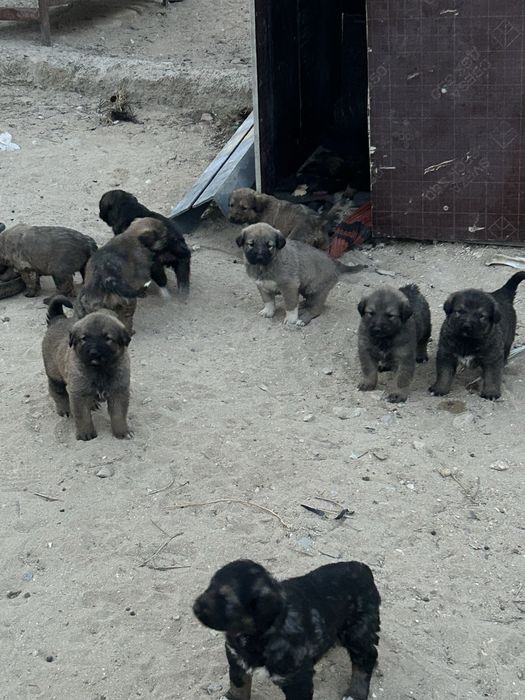 Отдам в добрые руки щенков Тобета