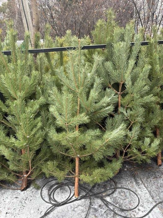 Сосны живые новогодние в наличии