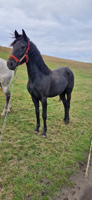 Mânză șură disponibilă