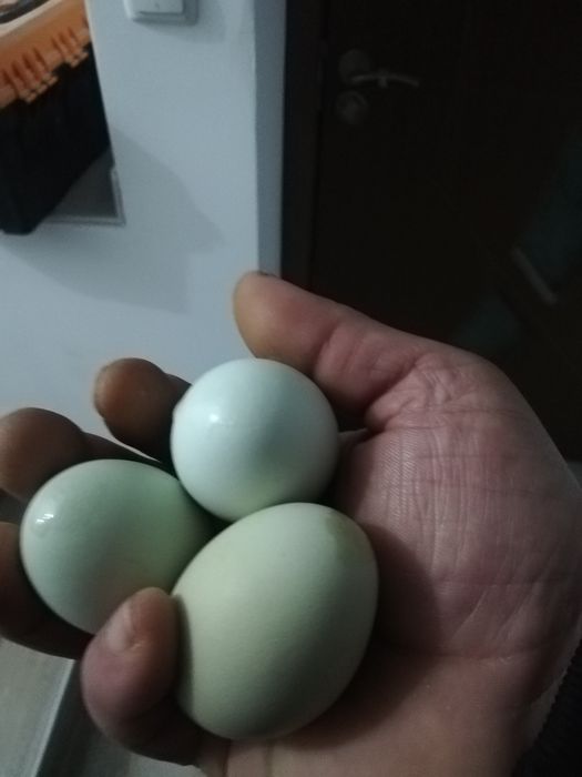 Разплодни яйца от легхорн