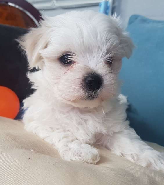 Bichon maltez mini toy