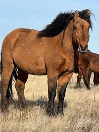 Лошади Мугалжарской породы