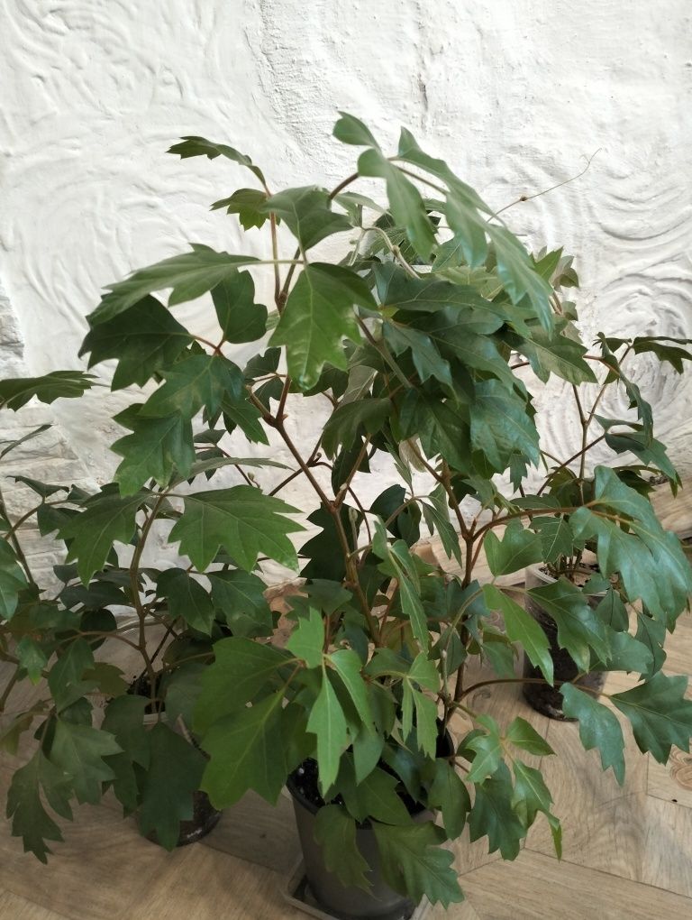 Продам комнатные растения