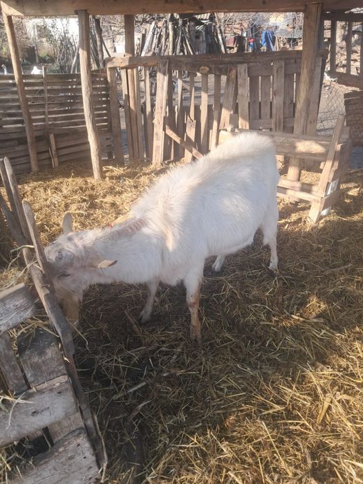 Vând tap sannen alb