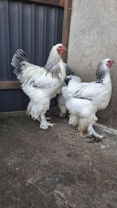 Vând familie 2+1 brahma HDA