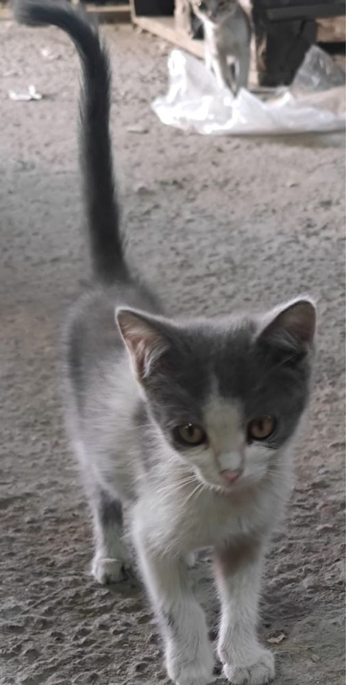 Котята ищут дом!