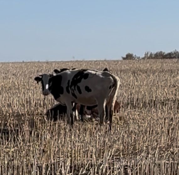 Продам корову голштин