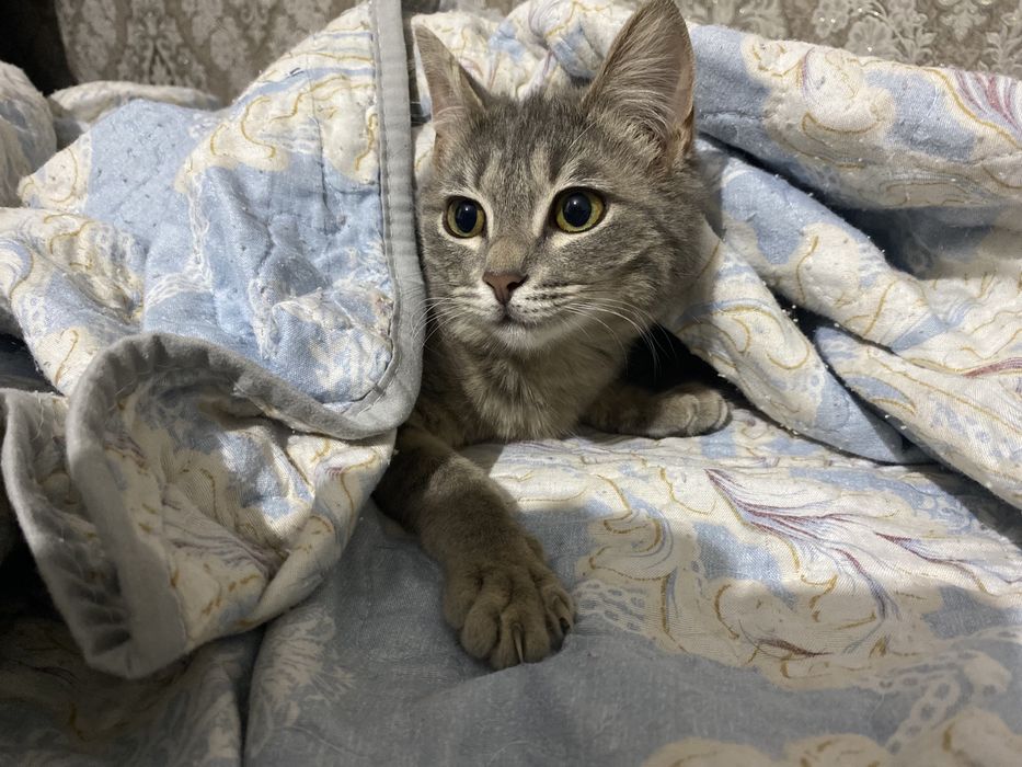 Отдам в добрые руки