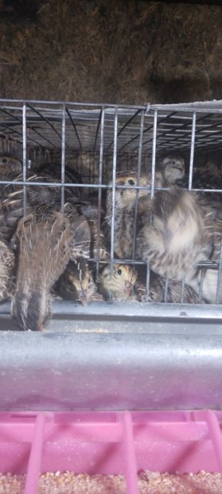 Pui prepelita  4 sapt