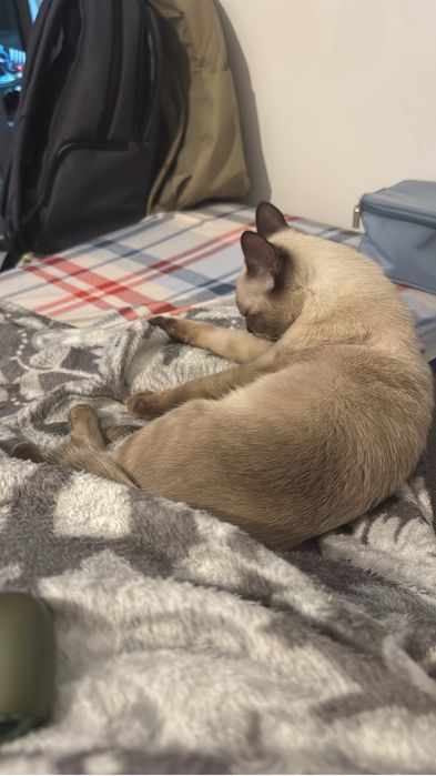 Pisica Siameza De adoptat