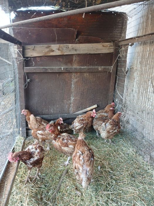 Курицы хорошие домашние