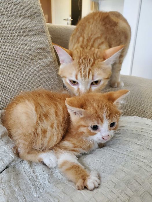 Три домашни червеникави котенца търсят дом