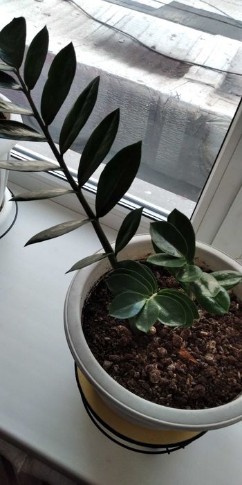 Замиокулькас замиелистный