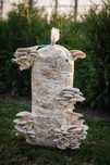 Saci de Ciuperci Pleurotus - GreenFarm.ro