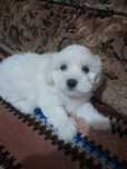 Pui de catelus bichon maltez