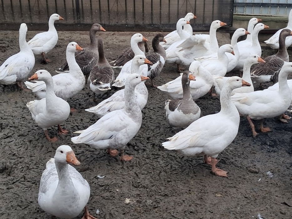 Vând gâște tinere.