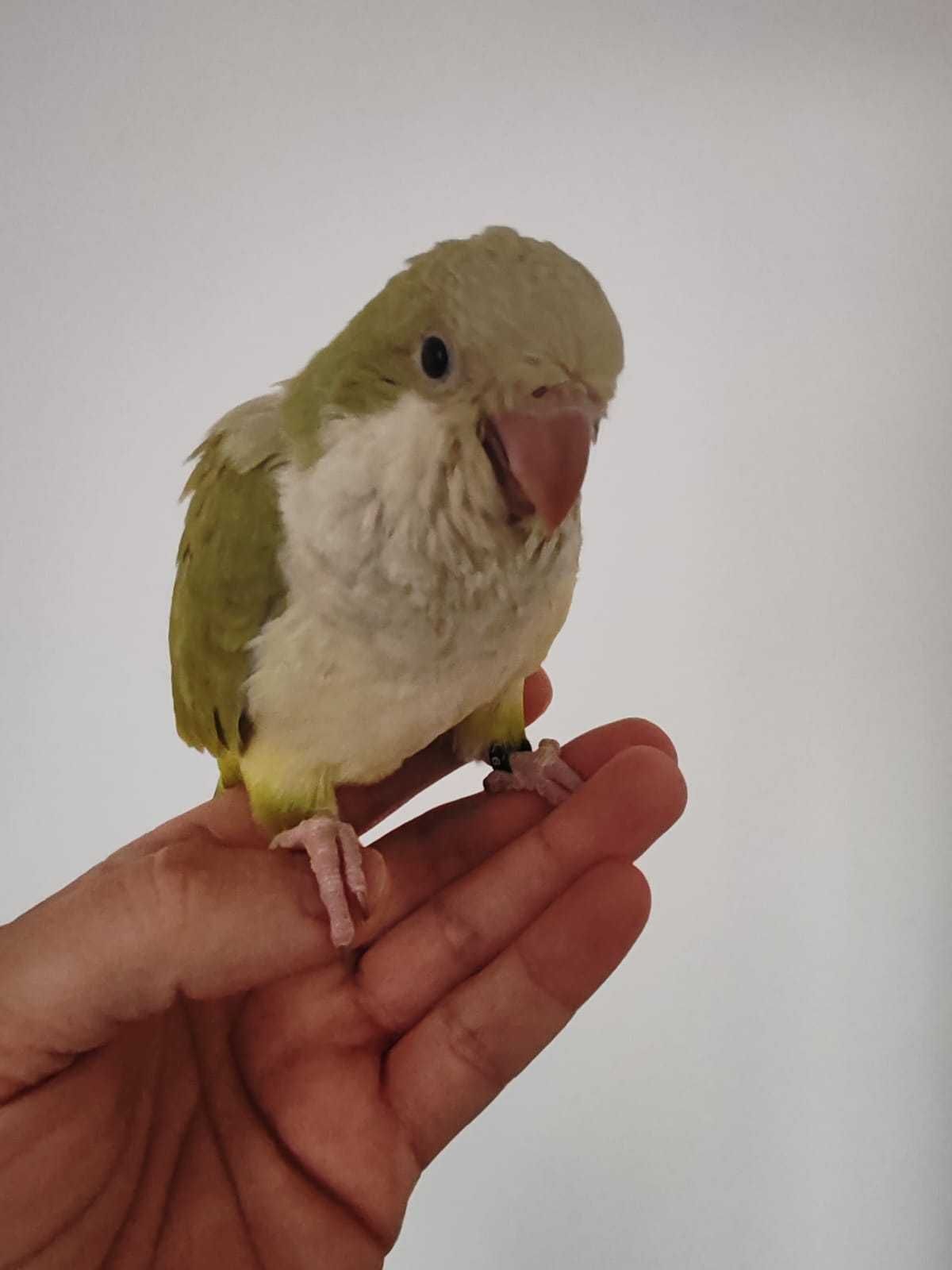 Papagali Calugar/Quaker parrot