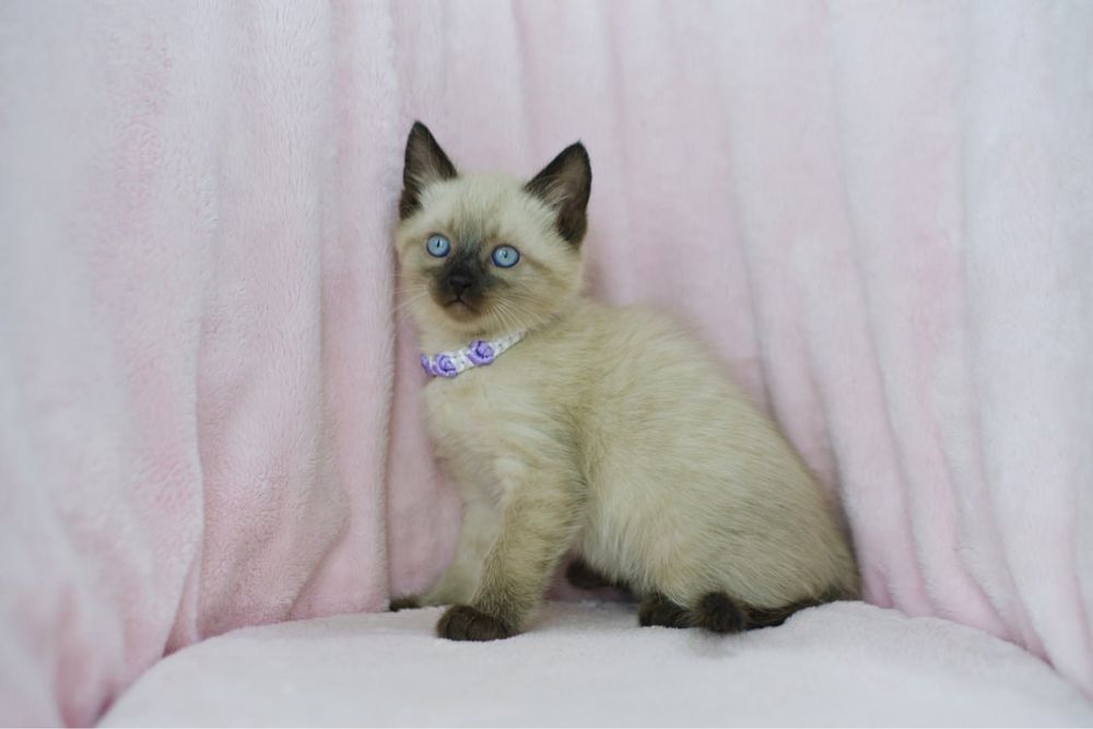 Сиамские котята мальчики