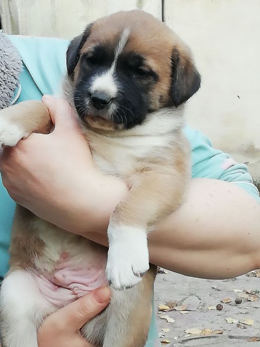 Щенята в добрые руки