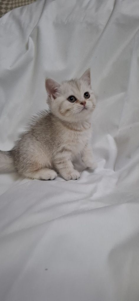 Продаю шотландских котят