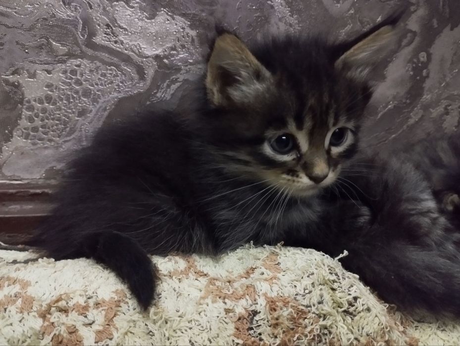 отдаю котят в хорошие руки