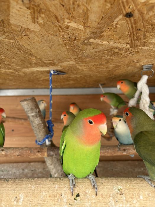 papagali Agapornis